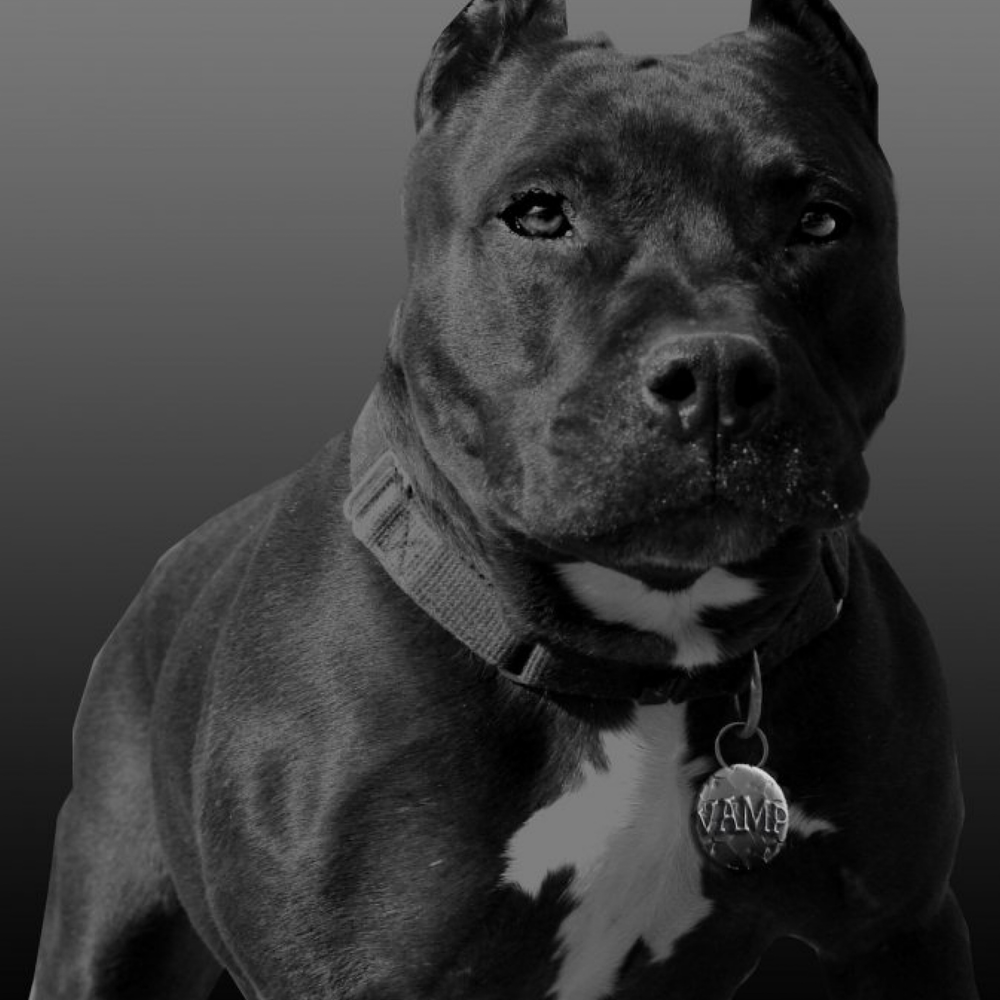 Стаффордширский терьер черн