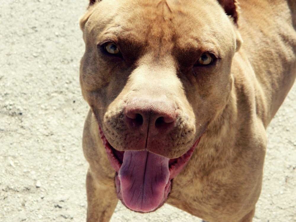 Вязка питбулей