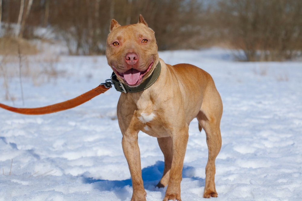 Питбуль Джина