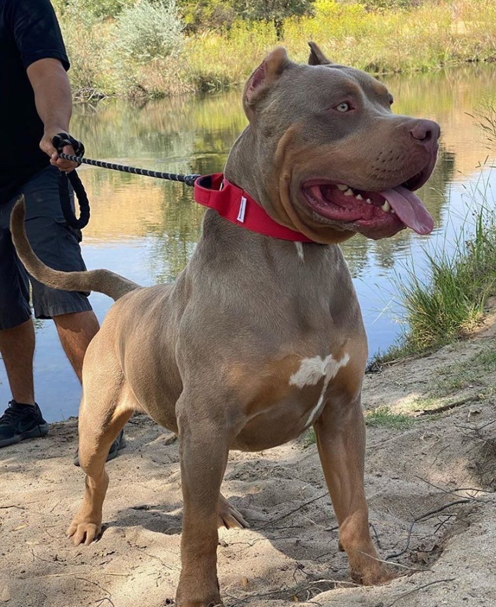 Канарский питбуль