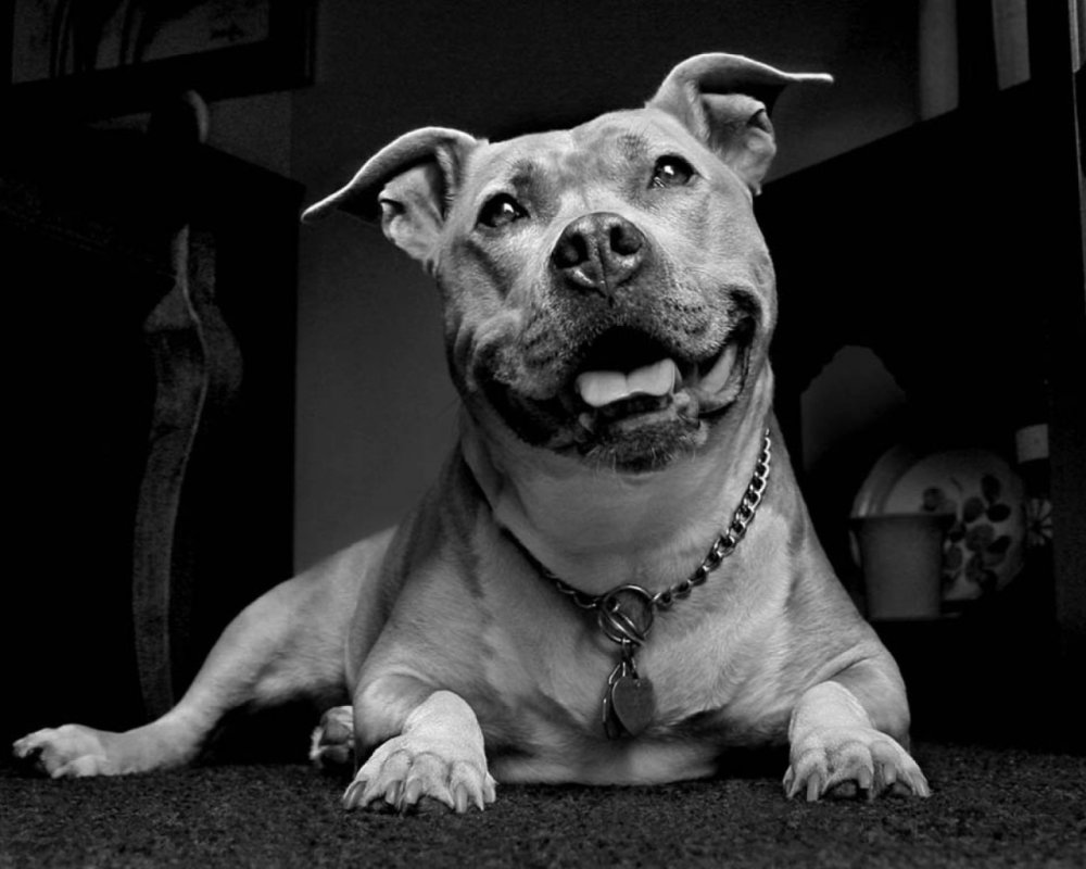 Фон картинка белый питбуль на фоне белых тюльпанах