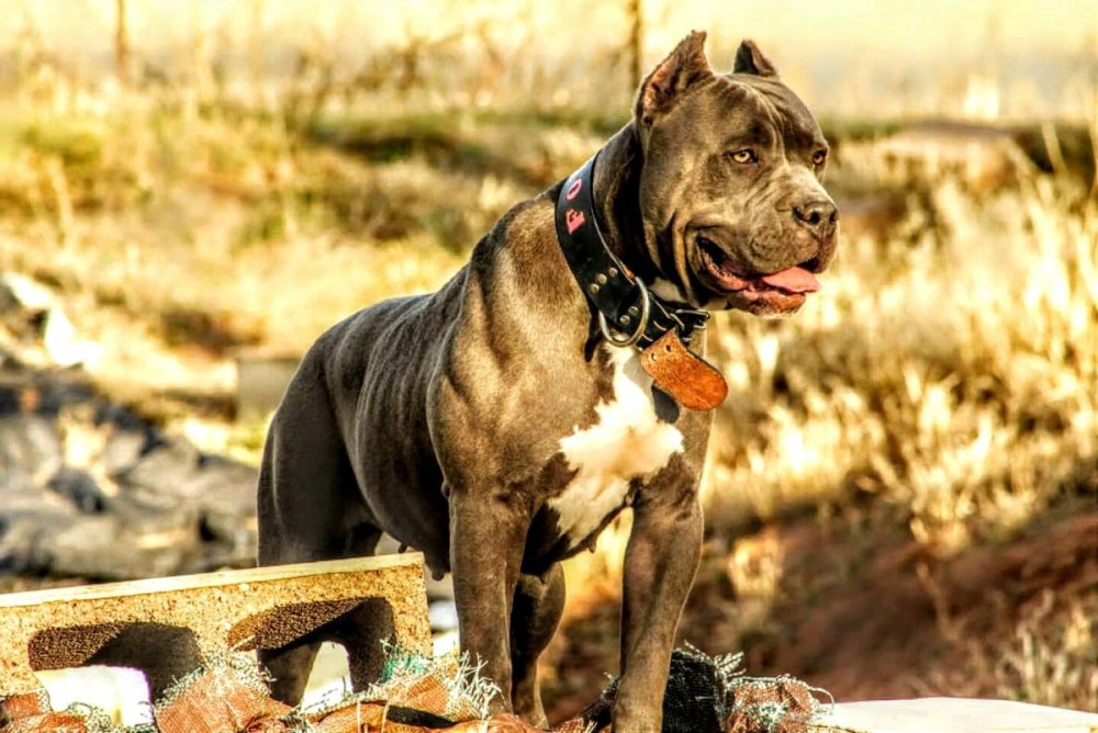 Кубинский питбуль тигровый