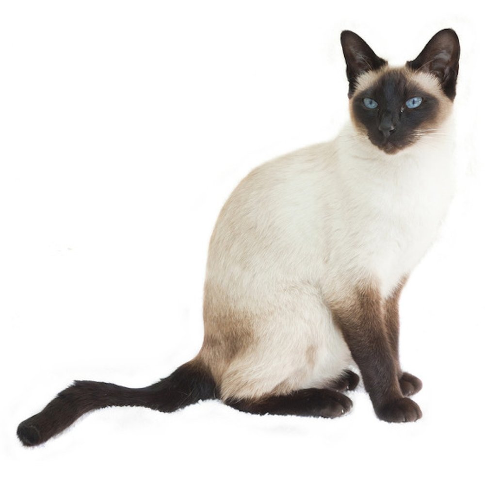 Сиамская сидячая кошка