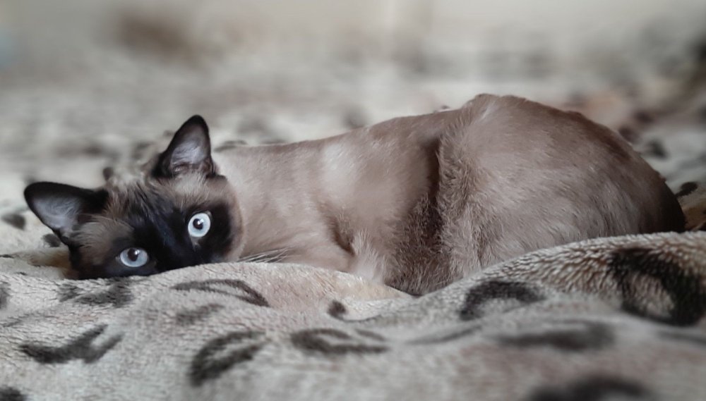 Сиамская кошка порода Феникс