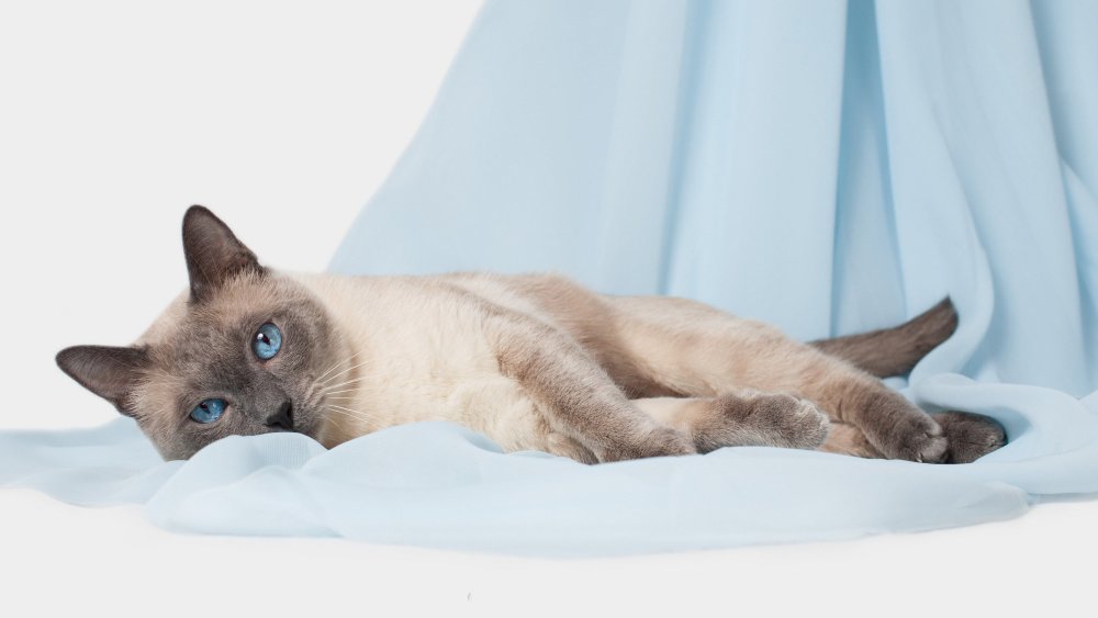 Сиамская кошка