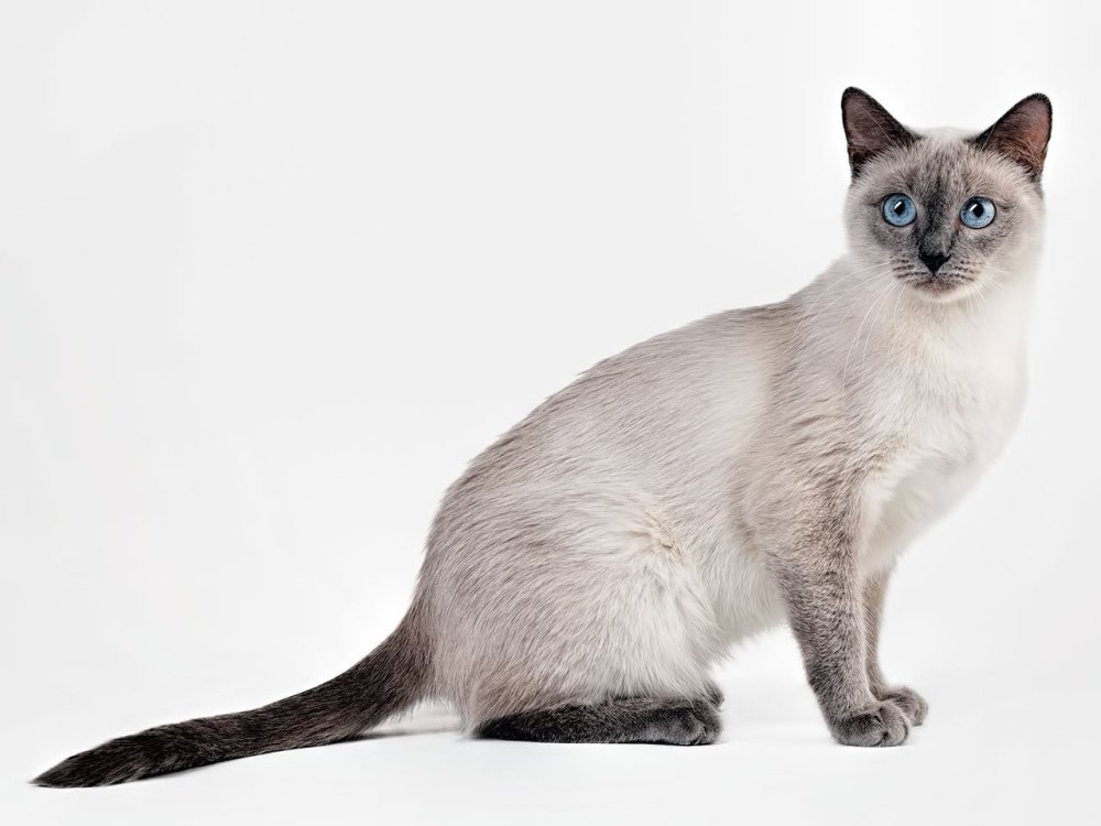 Тайский кот на чёрном фоне в полный рост