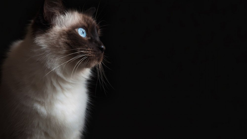 Сиамская кошка обои