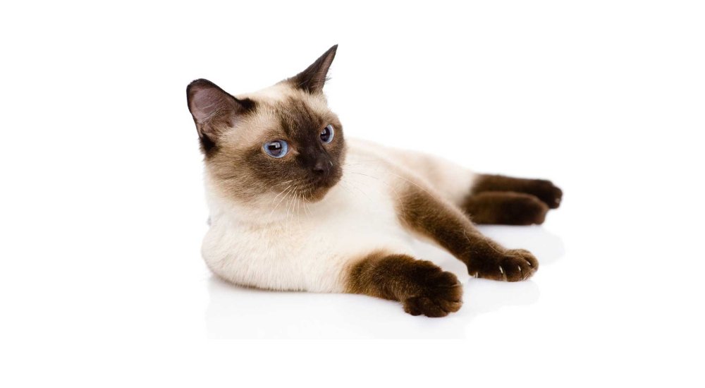 Сиамская кошка