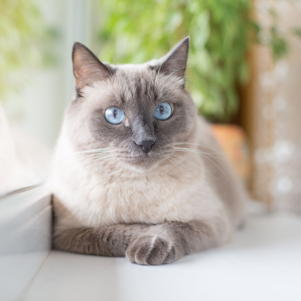 Сиамская серая кошка