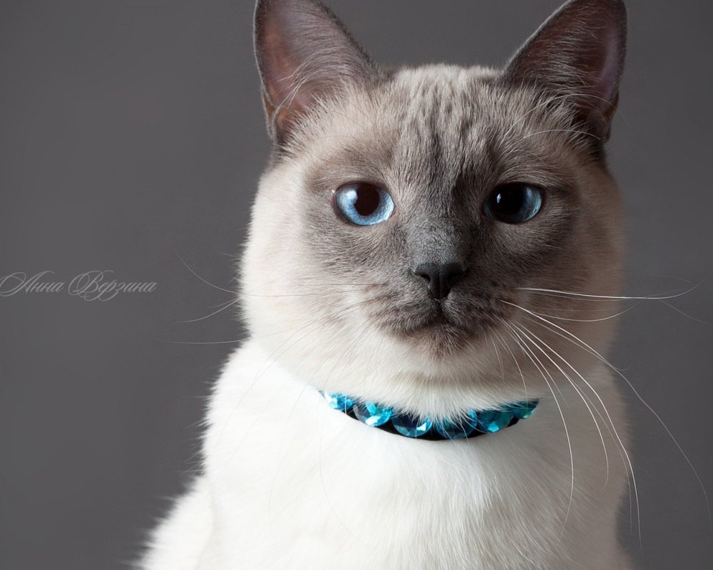 Тайский кот Джастин