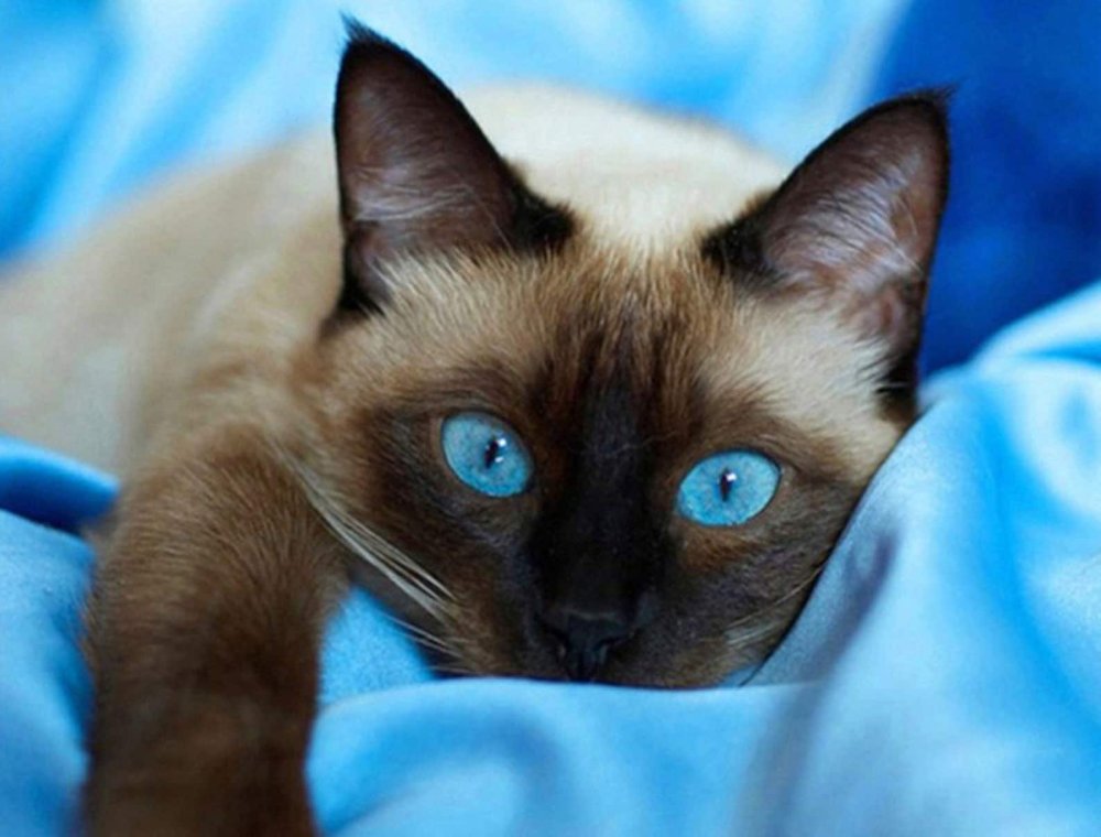 Сиамская кошка