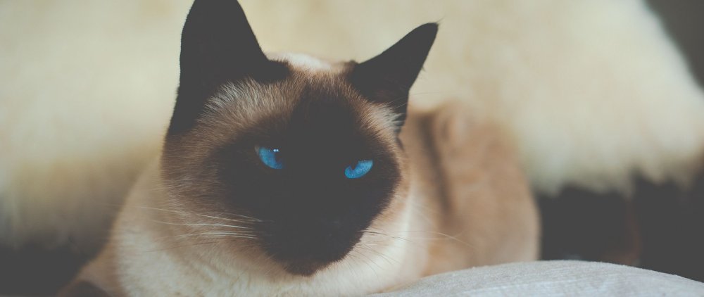 Сиамские кошки на рабочий стол