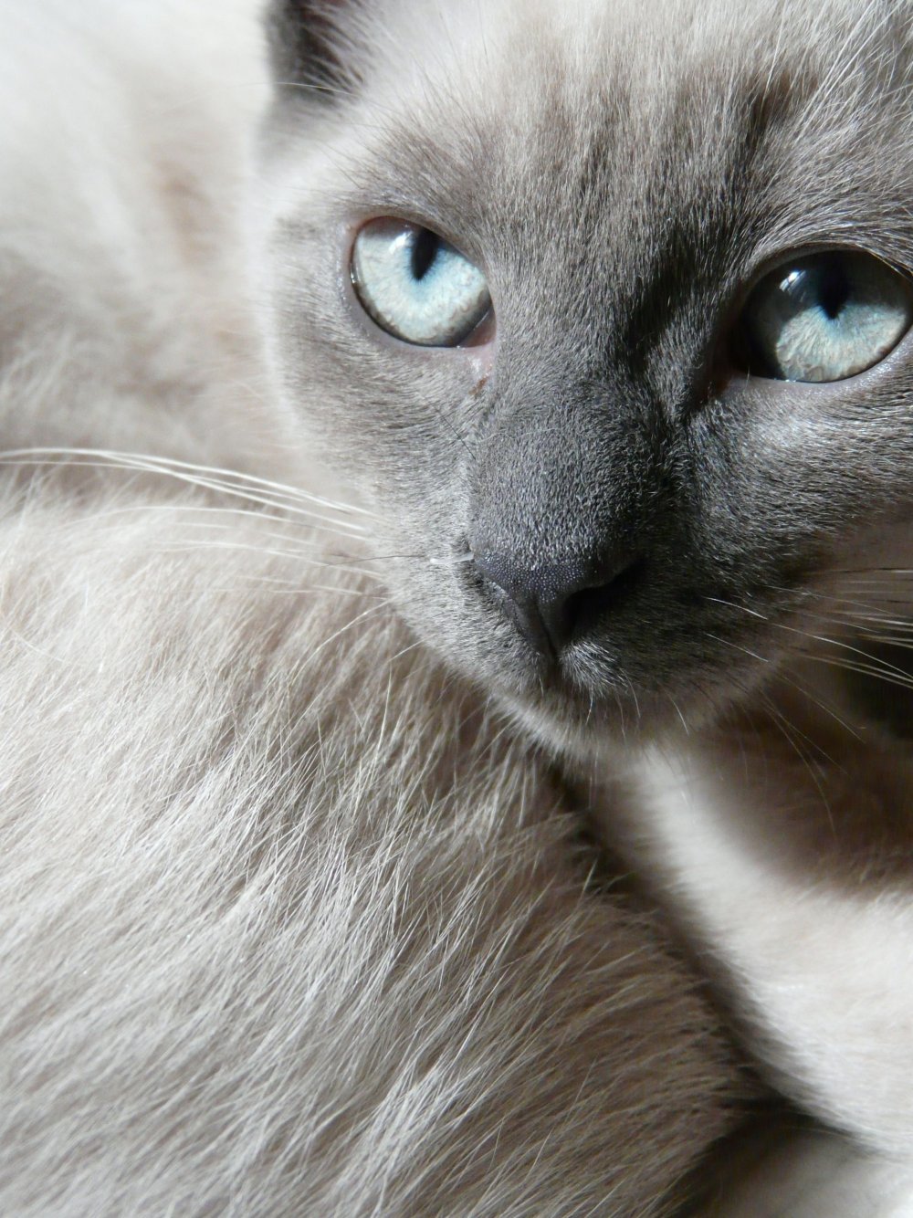 Сиамская кошка серая