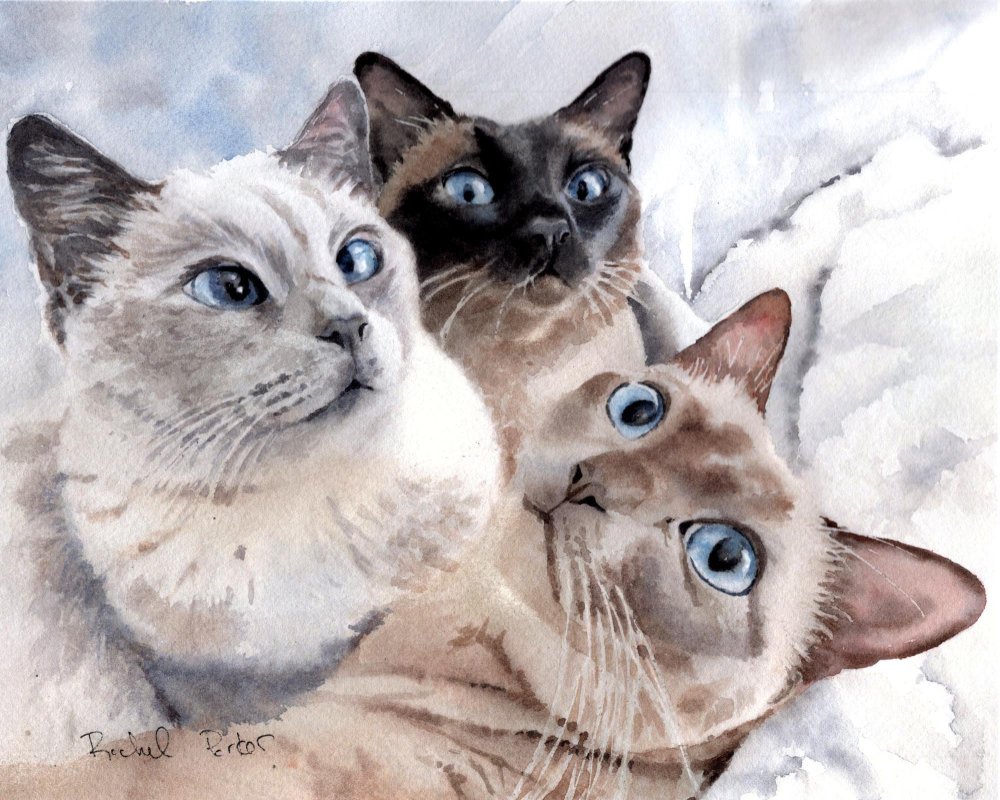Любовь Титова акварель кошки