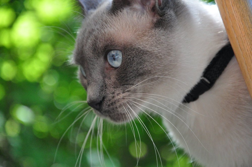 Сиамская кошка серая