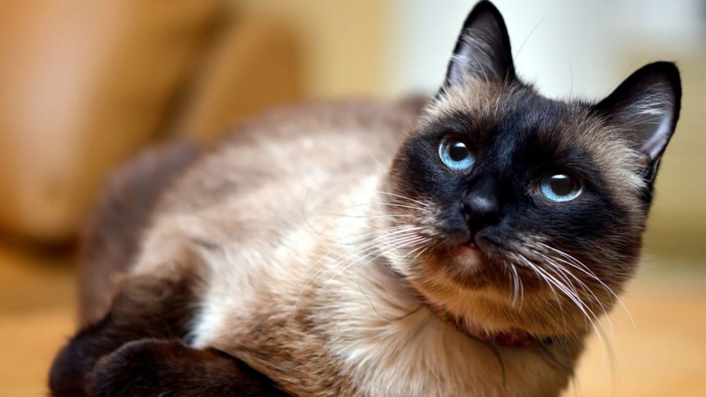 Сиамский кот чистокровный