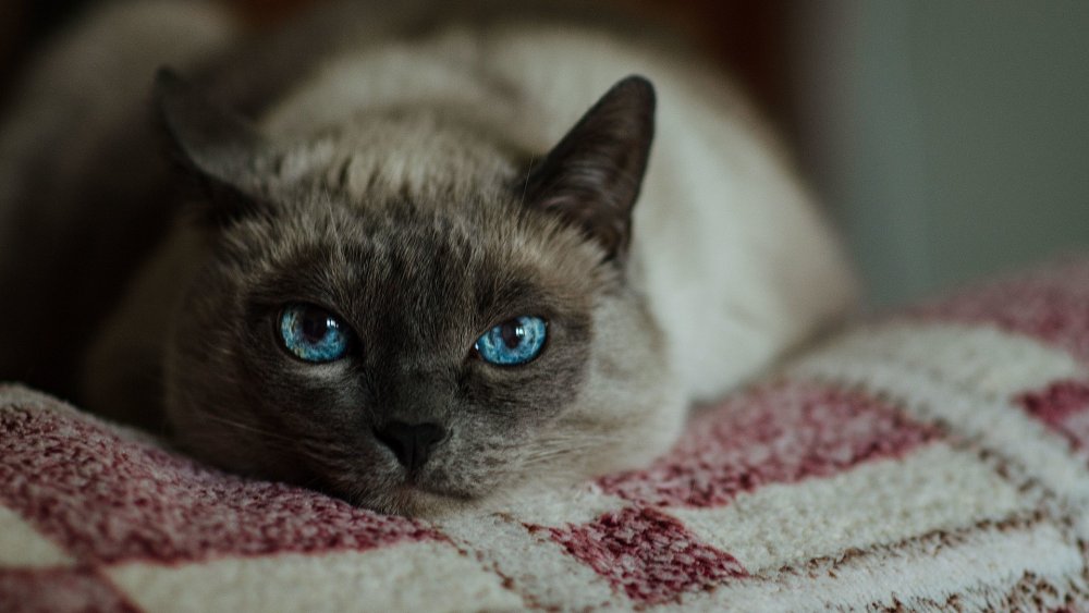 Сиамская кошка обои