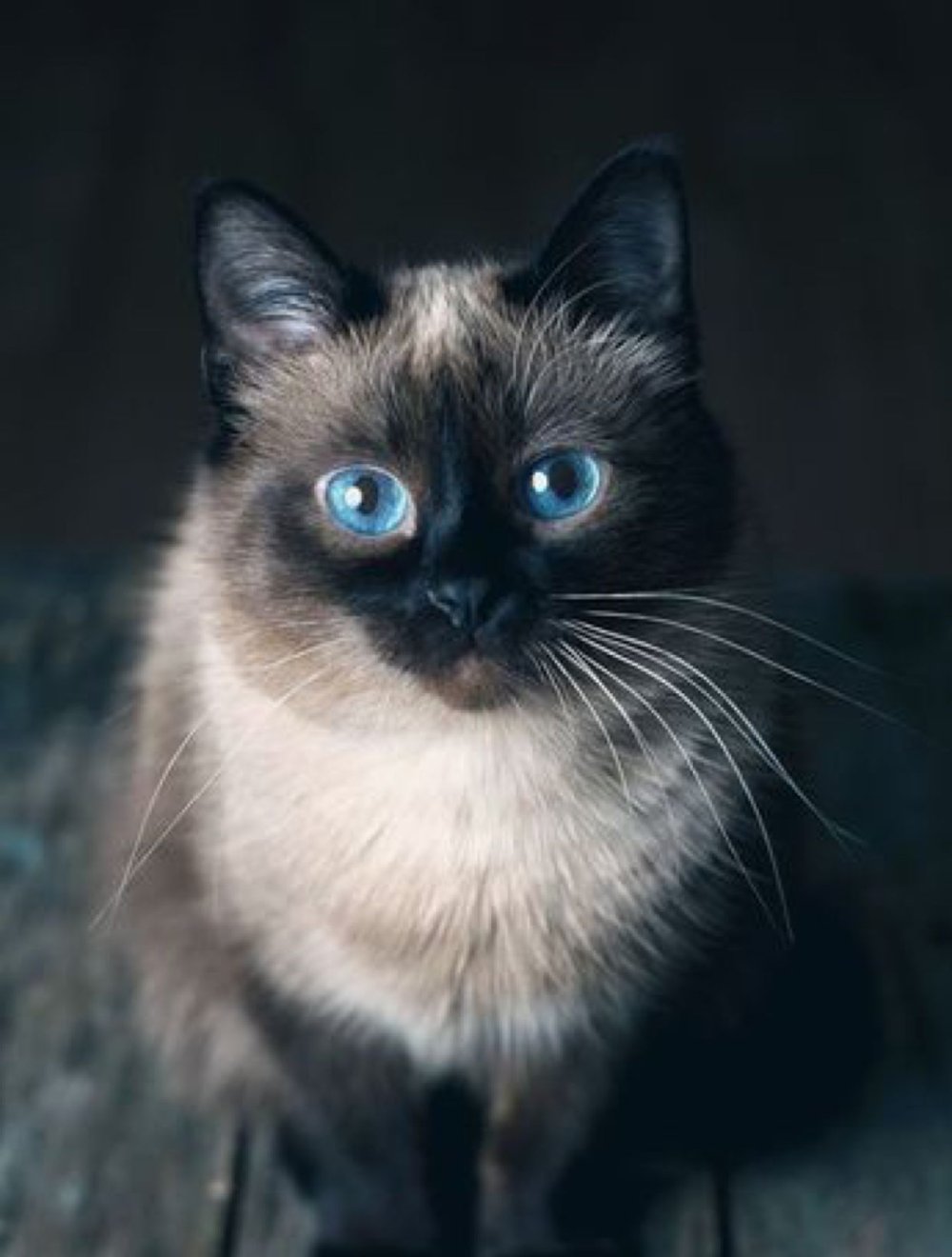 Сиамская кошка черная