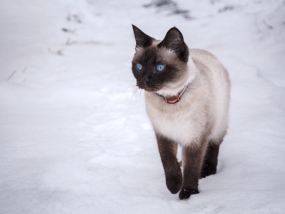 Сиамская кошка