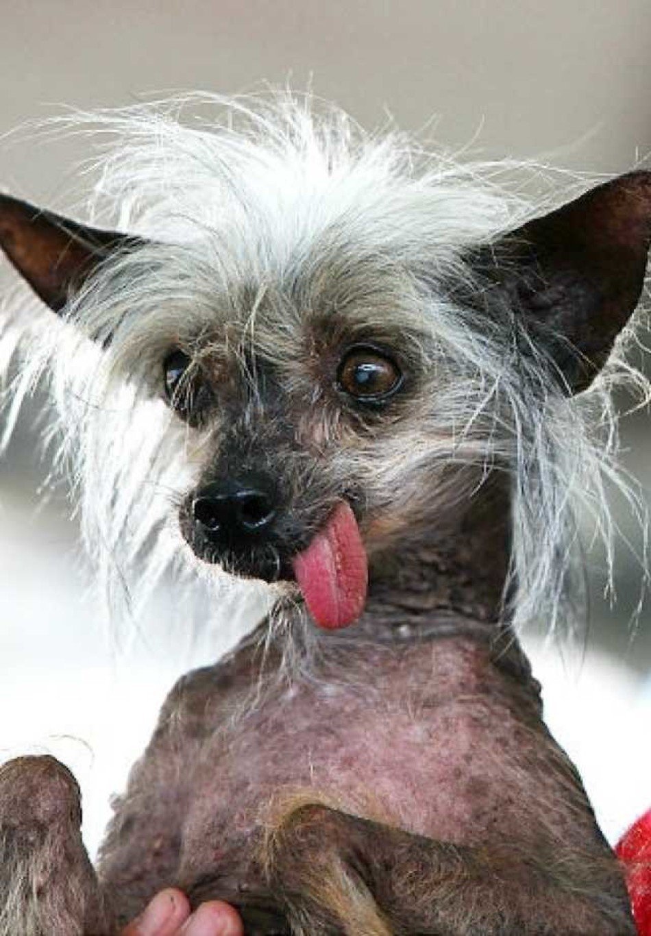 Китайская хохлатая собака лысая