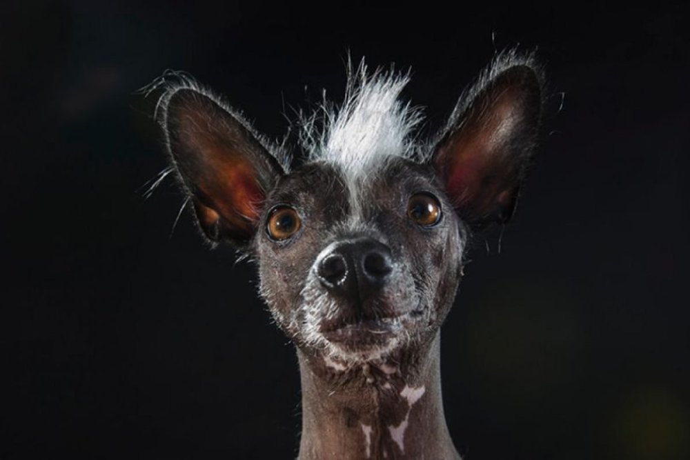 Мексиканская хохлатая собачка