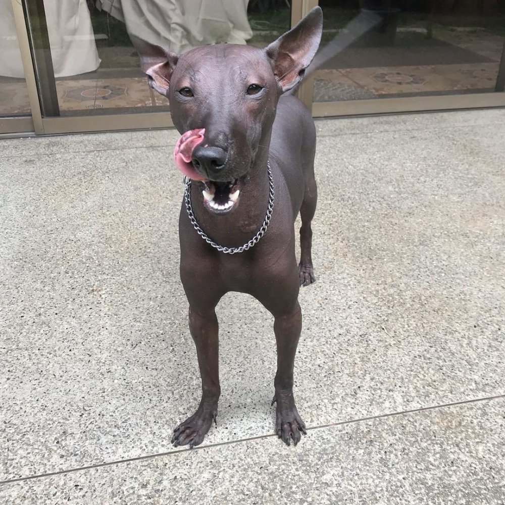 Ксолоитцкуинтли далматинец