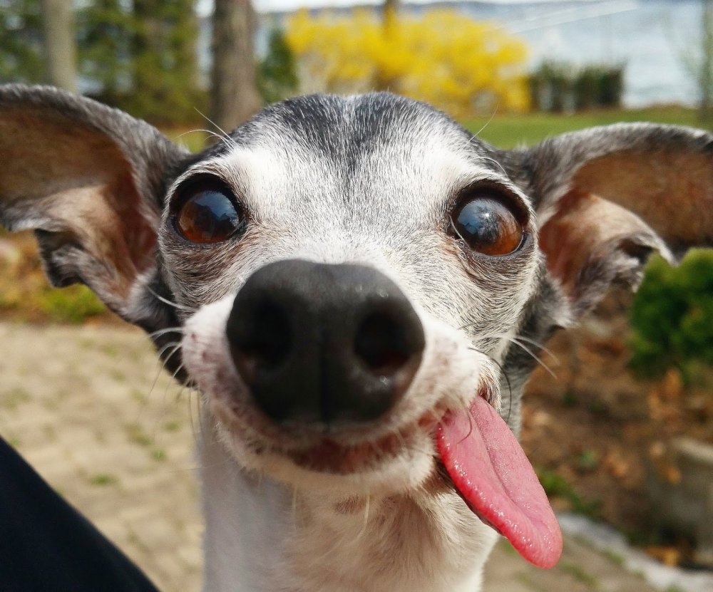 Беззубая Левретка