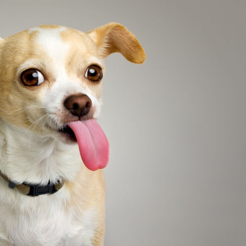 Собака с бритым лбом