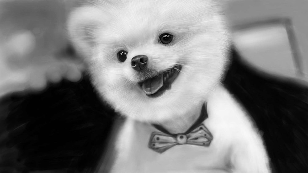 Померанский шпиц