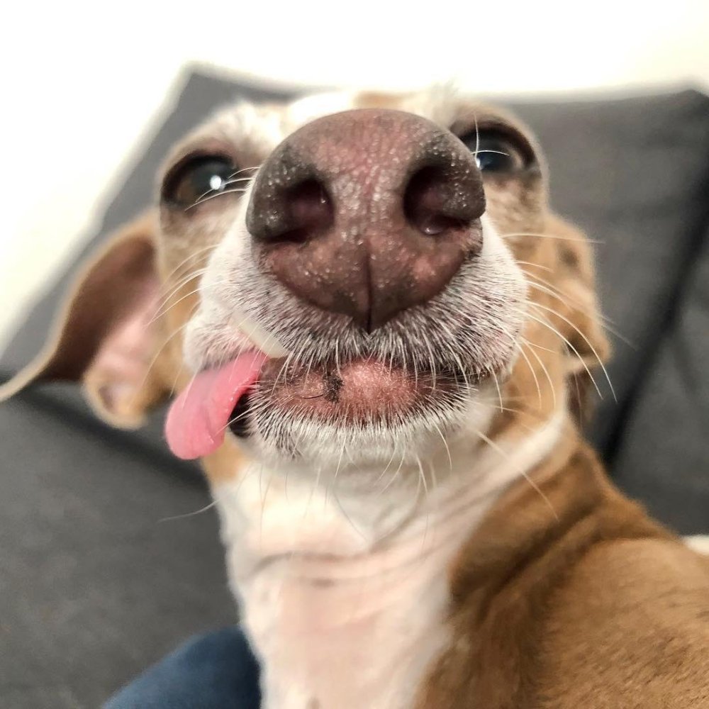 Сособака с высунутым языком