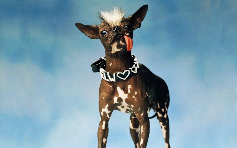 Китайская хохлатая злая