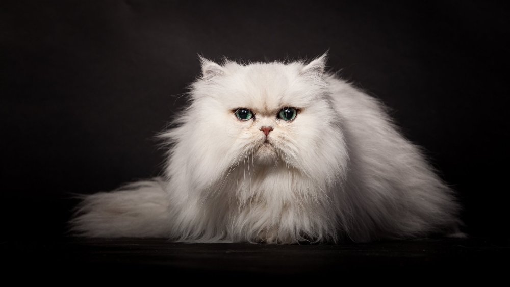 Сибирский персидский кот