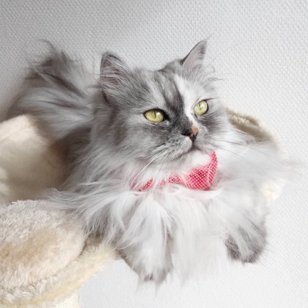 Азиатская длинношерстная кошка