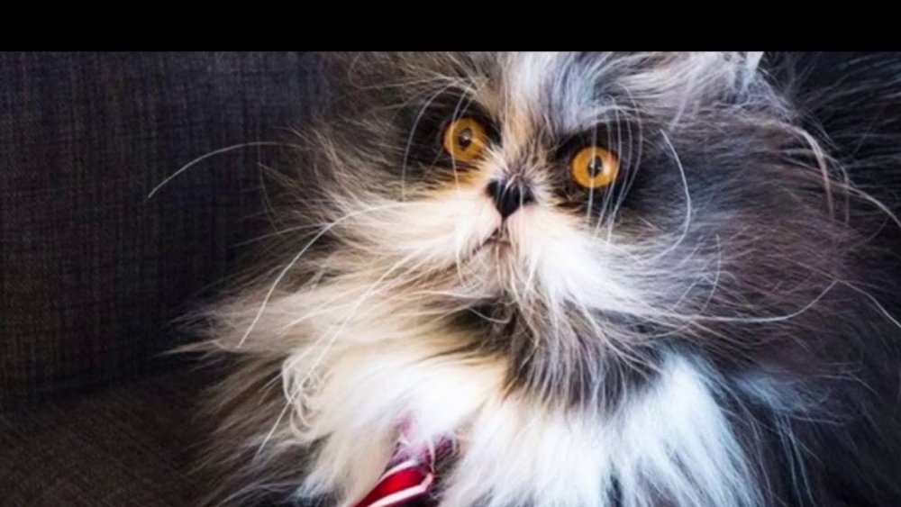 Смешные породы котов