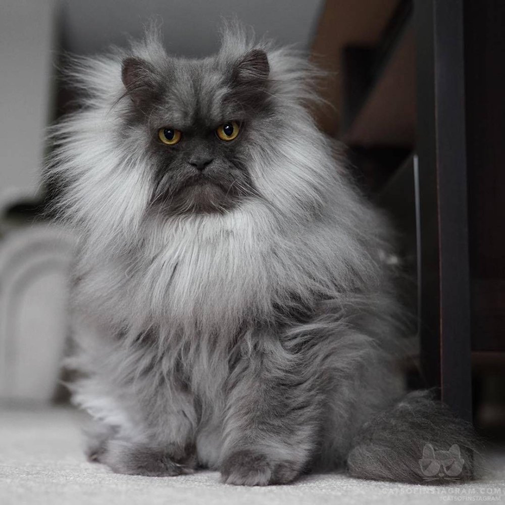 Кот Джуно порода