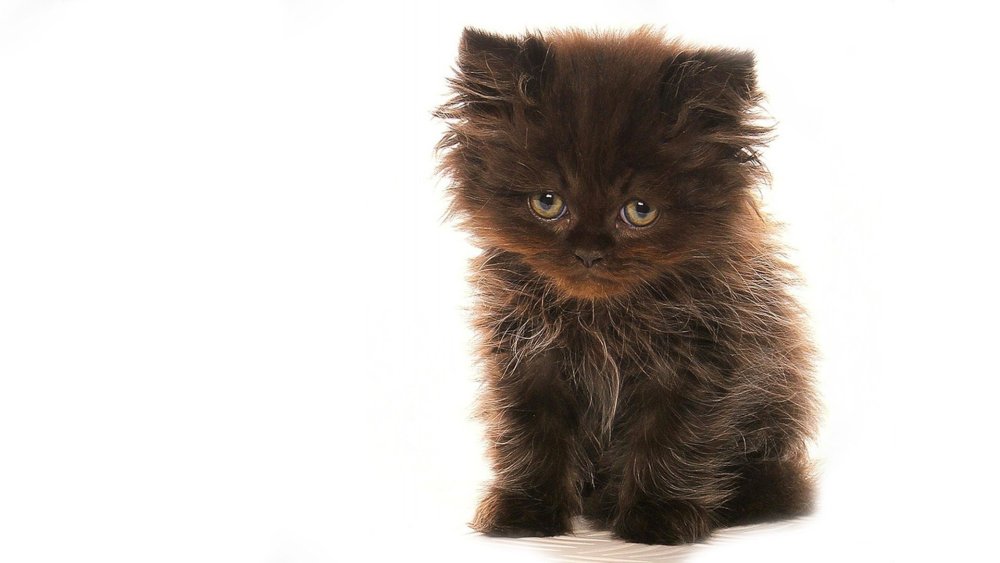 Кот Мейн кун серый