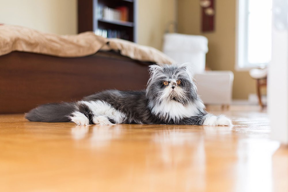 Персидская кошка Атчум