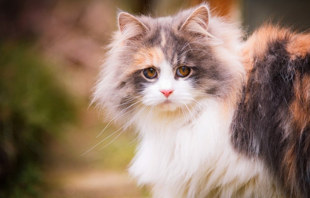Красивый пушистый кот