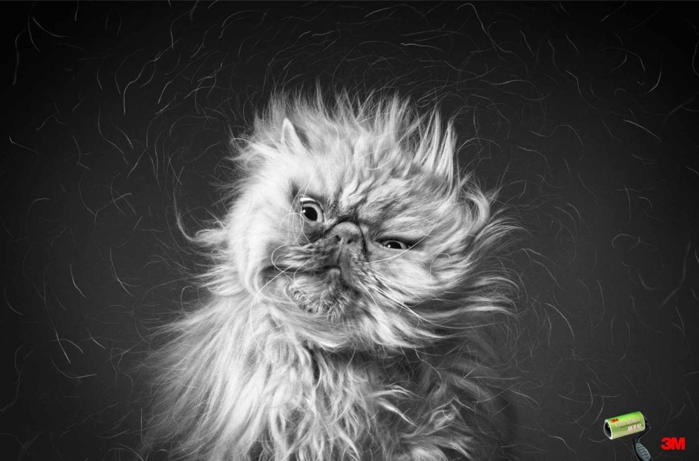 Взъерошенный кот