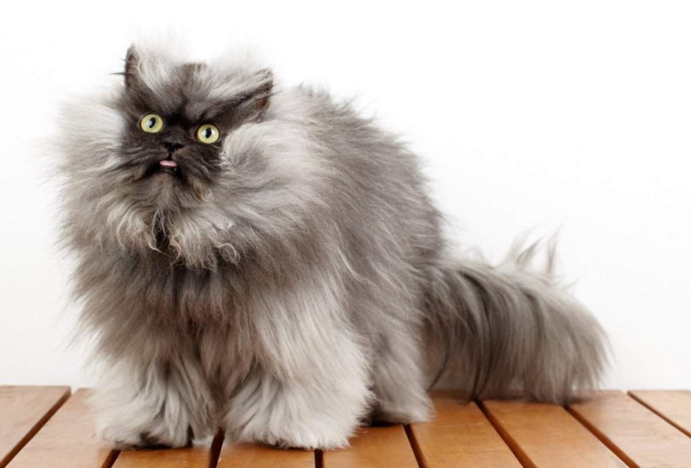 Персидская Сибирская длинношерстная черный