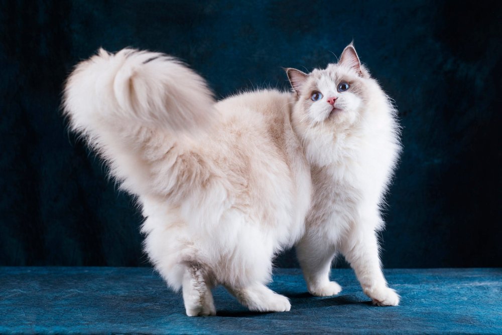 Длинношерстный Рэгдолл