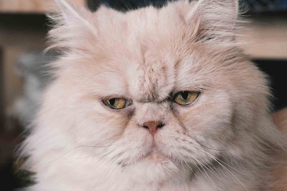 Персиан порода кошек