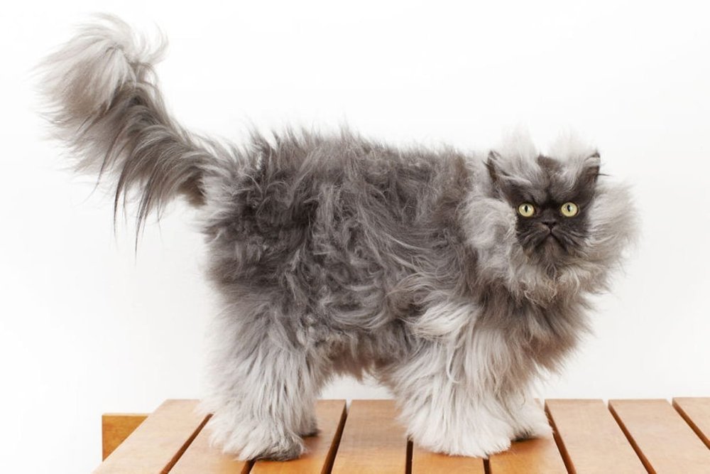 Сибирский кот черный