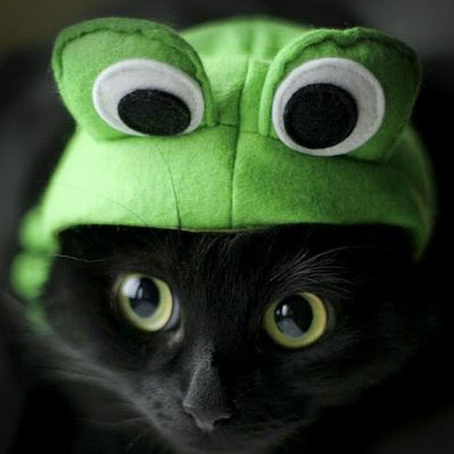 Котик в шапке лягушки
