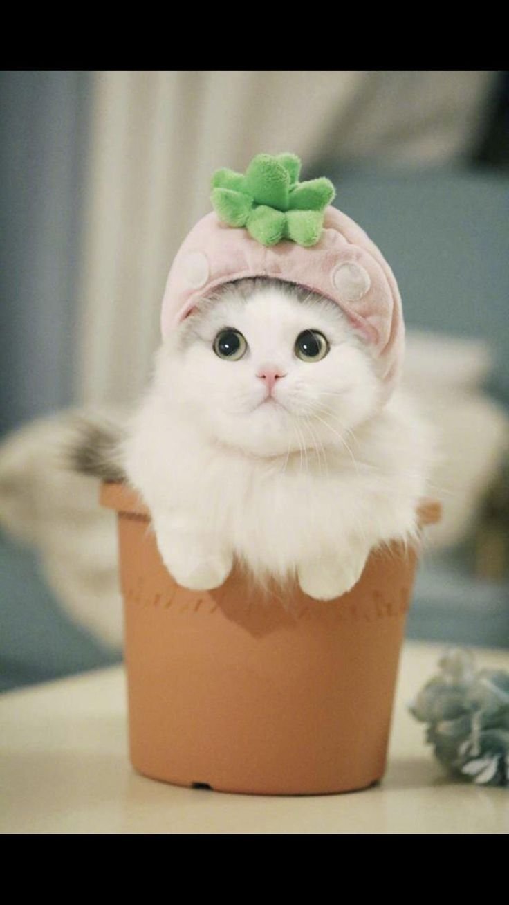 Котик в шапке лягушки