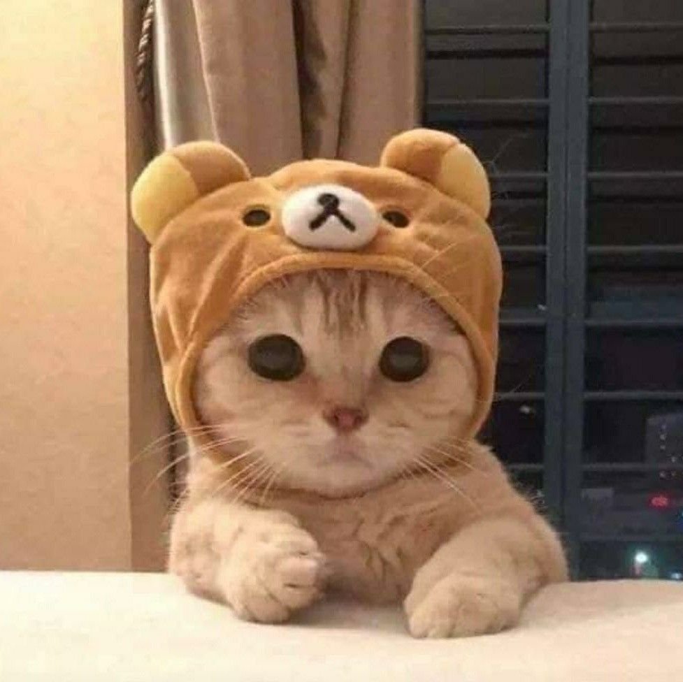 Лягушка на аву милая