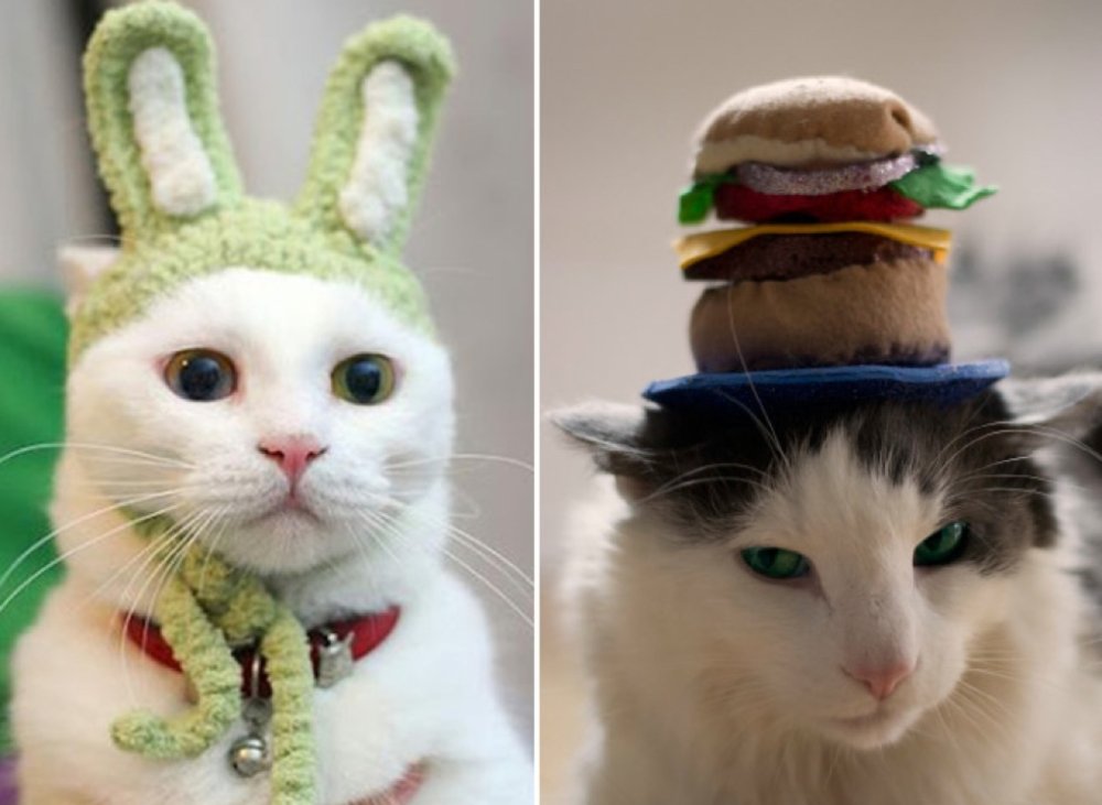 Смешной кот в шапке