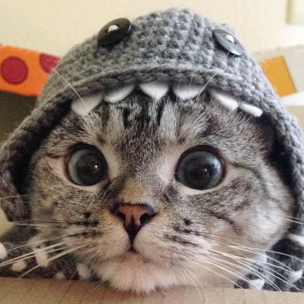 Котенок в шапочке