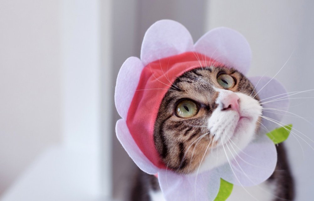 Смешной кот в шапке