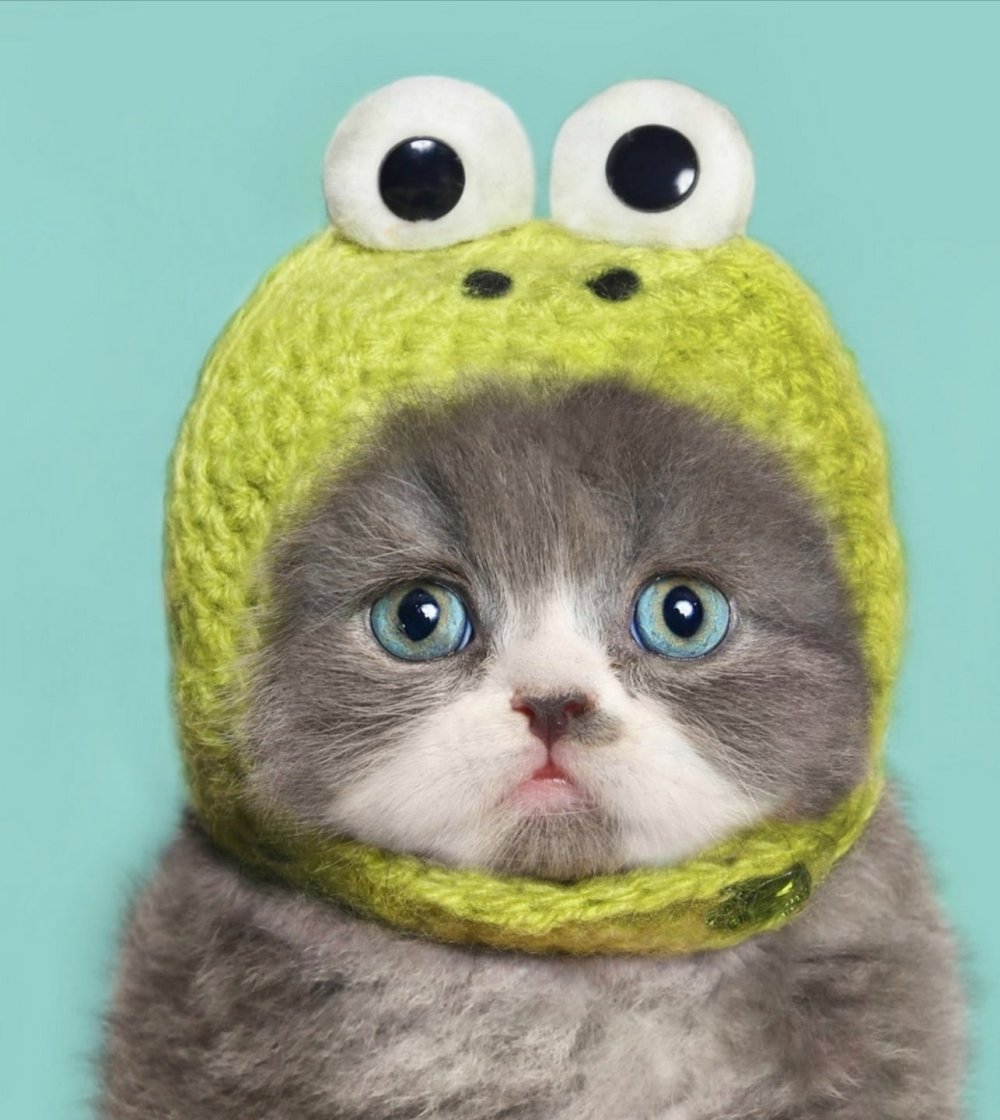 Котенок в шапочке